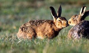 Какъв глас издава заекът?  Както казва заекът.  Както казва зайчето