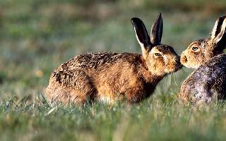 Aký hlas robí zajac?  Ako hovorí zajac.  Ako hovorí zajačik