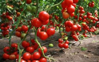 Metody vázání rajčat ve skleníku: pokyny pro upevnění keřů Jak vázat rajčata ve skleníku
