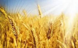 Gekeimter Weizen und sein Nutzen und Schaden für die menschliche Gesundheit, Ratschläge von Ärzten zu den Normen und der Verwendung von Getreide. Vorteile für die Gesundheit von Weizenkeimen