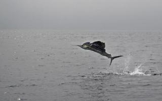 Nejrychlejší ryba v oceánu Sword ryba rychlost tuňáka
