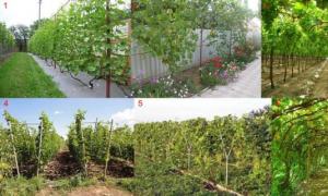 Do-it-yourself trellis for grapes in the country