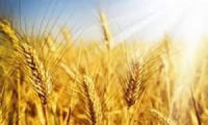 Пророщенная пшеница и ее польза и вред для здоровья человека, советы врачей по нормам и использованию зерен Зародыш пшеницы польза для здоровья