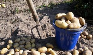 Kartupeļu bumbuļu slimības: fotogrāfijas un apraksti