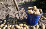 Krankheiten von Kartoffelknollen: Fotos und Beschreibungen