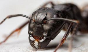 Jak pozbyć się mrówek domowych w mieszkaniu