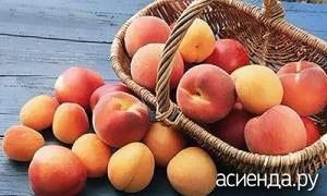 Как лучше хранить персики в домашних условиях, принципы и правила Можно ли хранить виноград в холодильнике и сколько