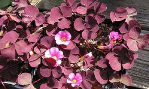 Neparasti skābs.  Nosēšanās un aprūpe.  Kā audzēt oxalis oxalis ziedu: apraksts, kopšana un foto Burgundijas oksalis