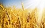 Пророщенная пшеница и ее польза и вред для здоровья человека, советы врачей по нормам и использованию зерен Зародыш пшеницы польза для здоровья
